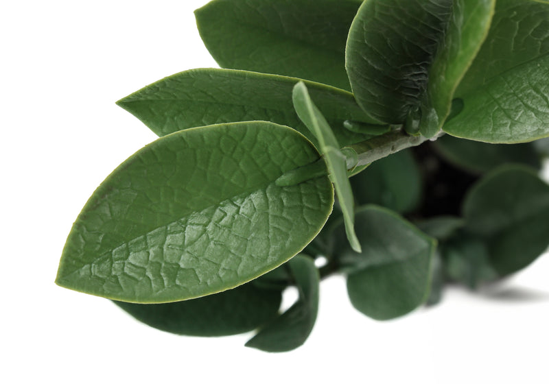 Plante artificielle Zz de 20 po de hauteur – Feuilles vertes au toucher réel, pot en ciment gris – Fausse verdure de table d&
