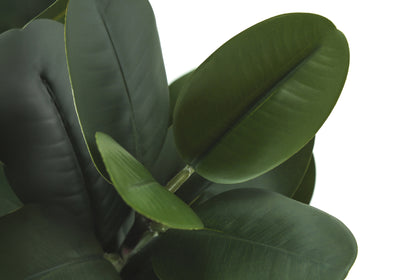 Arbre Garcinia artificiel de 78,7 cm de haut – Fausse plante d'intérieur, touche réelle, verdure décorative dans un pot en ciment blanc