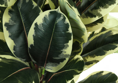 Plante artificielle de chêne de 47 po de hauteur – Faux verdure d'intérieur, touche réelle, décorative, pot noir