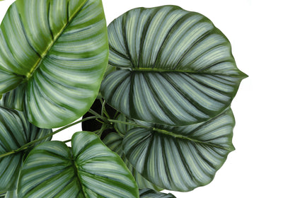 Plante artificielle Calathea de 24 po de hauteur - Feuilles vertes Real Touch, décor intérieur, faux, verdure de table