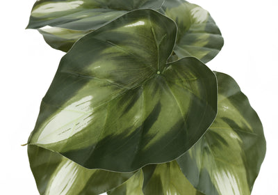 Ensemble de plantes Faux Monstera Calthea – 33 cm de haut, décoration de table d'intérieur, verdure en pot, pots noirs (paquet de 2)